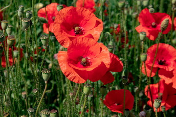 Large red poppies in a green field.
