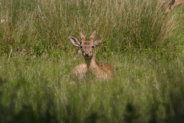 Fallow deer in the grass - 342311823