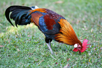 Rooster searching for food