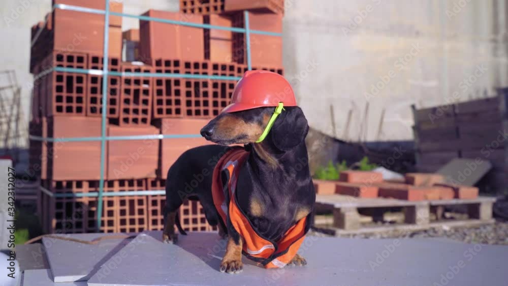 Wall mural Dachshund dog, black and tan, in an orange construction vest and helmet sitting aagainst a background of bricks at a construction site