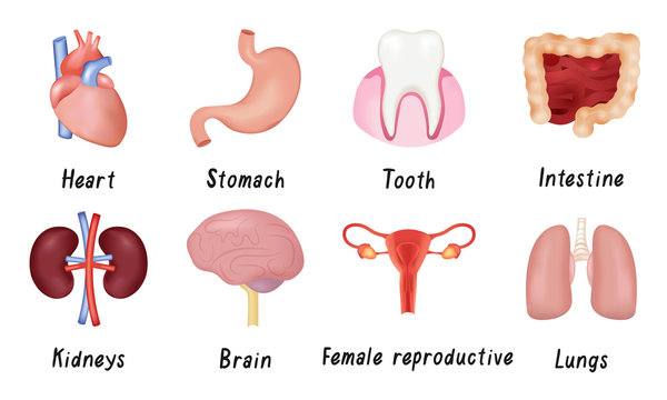 Set of human organs heart, kidney, lungs, brain, female reproductive system, intestine, tooth, stomach. Vector illustration in flat cartoon style.