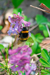 Bourdon aux yeux bleus butinant