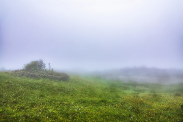 Green field with yellow flowers in the fog. Mystical field in heavy fog.