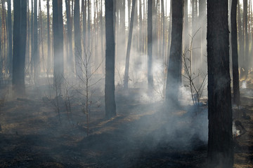 Scorched forest after fire