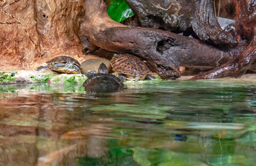 Tortue de Floride -Trachemys scripta elegans- sur le rivage	