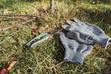 Garden scissors, and safety gloves. Garden and home theme: concept of greening services