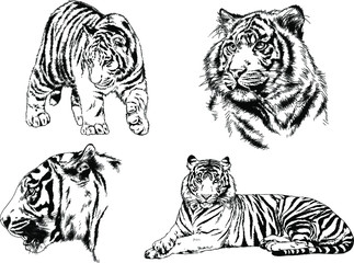 set of vector drawings on the theme of predators tigers are drawn by hand with ink tattoo logos