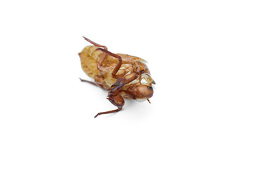 Close-up off cicada shell isolated on a white background.