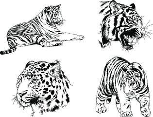 set of vector drawings on the theme of predators tigers are drawn by hand with ink tattoo logos