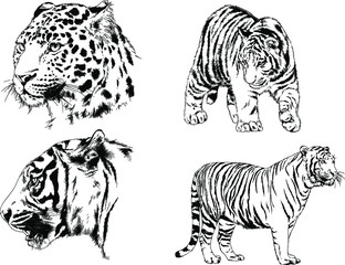 set of vector drawings on the theme of predators tigers are drawn by hand with ink tattoo logos