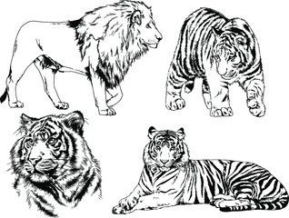 set of vector drawings on the theme of predators tigers are drawn by hand with ink tattoo logos