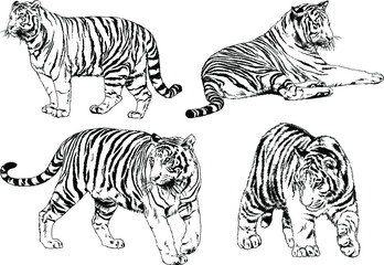 Fototapeta na wymiar set of vector drawings on the theme of predators tigers are drawn by hand with ink tattoo logos