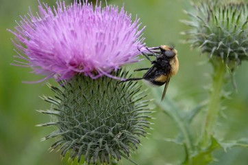 bumblebee on a flower