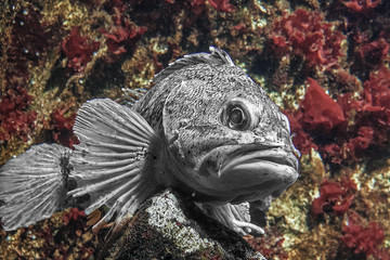 Obraz premium Poisson polaire vu de face