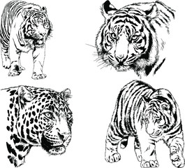 set of vector drawings on the theme of predators tigers are drawn by hand with ink tattoo logos