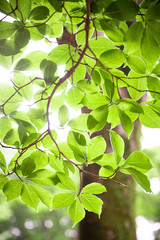 Fototapeta na wymiar 新緑の葉と透過光