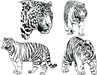 vector drawings sketches different predator , tigers lions cheetahs and leopards are drawn in ink by hand , objects with no background