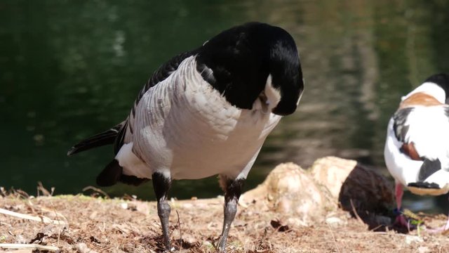 duck near the water (Massey garden, Tarbes France)