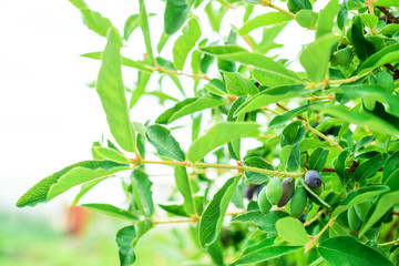 Honeysuckle bush with blue and green berries.