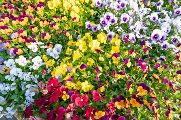 Green plant flower wall