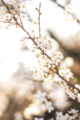 Blooming trees. Nature