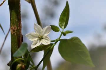 Blüte einer Chili Pflanze im Frühling