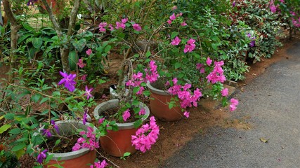 pink, nature, flower, plant, garden, color, leaf, colorful, beauty, flora, beautiful, bougainvillea, decoration, summer, spring, floral, blossom, green, kerala, tropical, blooming, background, isolate
