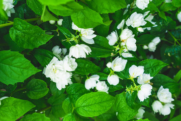 Blooming jasmine bush. White flowers. Green leaves.