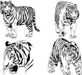 vector drawings sketches different predator , tigers lions cheetahs and leopards are drawn in ink by hand , objects with no background