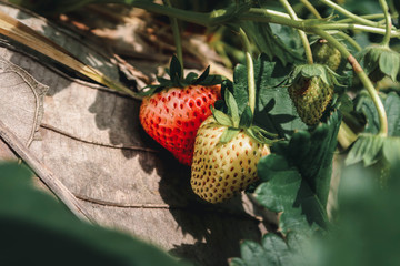 Fresh green strawberry fruit with green leaves on ground at field, Doi Ang Khang, Chiang Mai, Thailand.