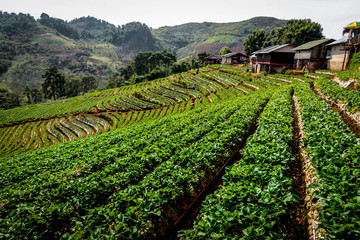 Fototapeta na wymiar Strawberry field, vertical gardening and green terrace plantation. Beautiful scenic landscape at Doi Ang Khang, Chiang Mai, Thailand.