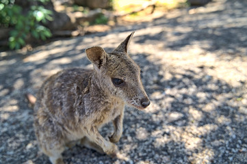 Australian Wallabie on a stone surface wanting something to eat