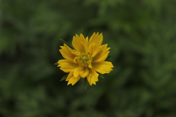 yellow dandelion flower