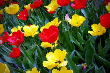 Beautiful red  and yellow tulips blooming in a garden