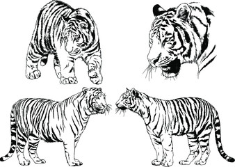 vector drawings sketches different predator , tigers lions cheetahs and leopards are drawn in ink by hand , objects with no background