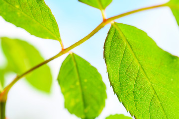 Branch with green leaves against the sky. Close-up.