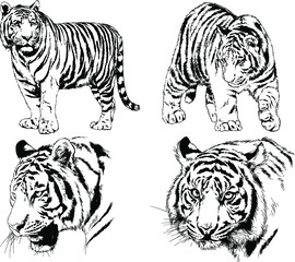 vector drawings sketches different predator , tigers lions cheetahs and leopards are drawn in ink by hand , objects with no background