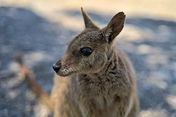 Australian Wallabie on a stone surface wanting something to eat