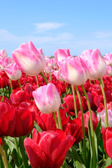 Obraz premium Long pink tulips in a red tulips field with wide angle lense from below, blue cloudy sky in the Netherlands. Selective focus