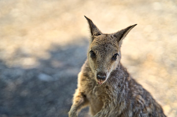 Australian Wallabie on a stone surface wanting something to eat