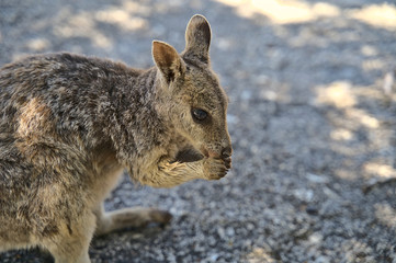 Australian Wallabie on a stone surface wanting something to eat