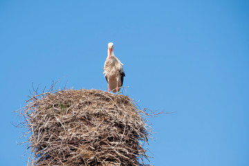 A stork stands in its nest on a chimney, in the spring , blue sky in background