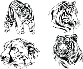 vector drawings sketches different predator , tigers, lions, cheetahs and leopards are drawn in ink by hand , objects with no background