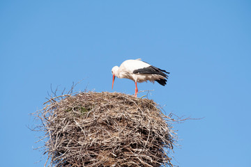 A stork stands in its nest on a chimney, in the spring , blue sky in background