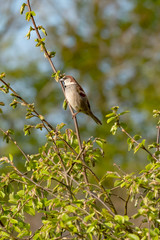 House Sparrow sits on a branch in the hedge. Spring time. Bright photo