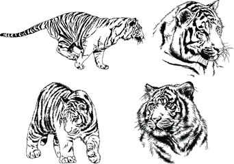 vector drawings sketches different predator , tigers, lions, cheetahs and leopards are drawn in ink by hand , objects with no background