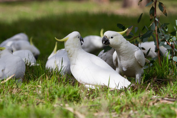 Interaction Between Cockatoos