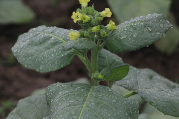 Tobacco plant 