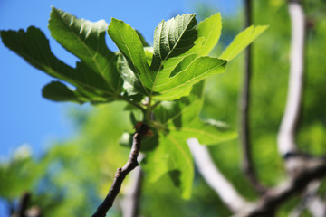 Foglie di fico; dettagli in primo piano su fondo azzurro di un cielo primaverile