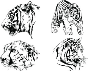 vector drawings sketches different predator , tigers lions cheetahs and leopards are drawn in ink by hand , objects with no background